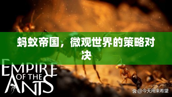 微觀世界的策略對決，螞蟻帝國的啟示