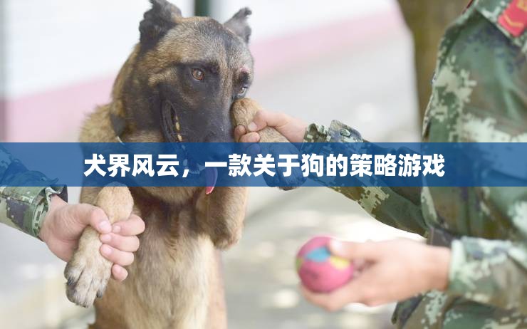 犬界風(fēng)云，策略與愛(ài)交織的狗狗王國(guó)