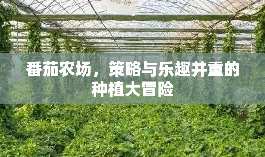 番茄農(nóng)場，策略與樂趣交織的種植大冒險