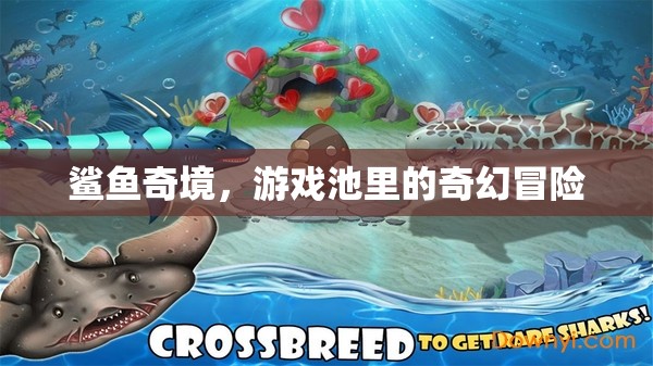 鯊魚奇境，游戲池中的奇幻冒險之旅