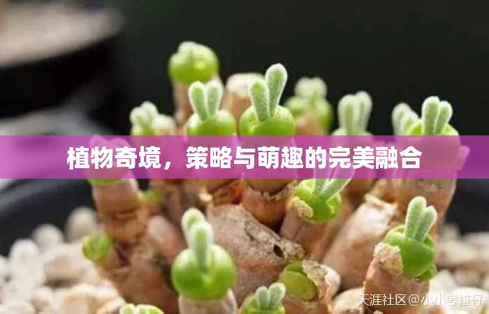 植物奇境，策略與萌趣的雙重盛宴