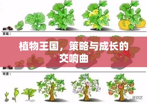 植物王國(guó)的策略與成長(zhǎng)交響曲