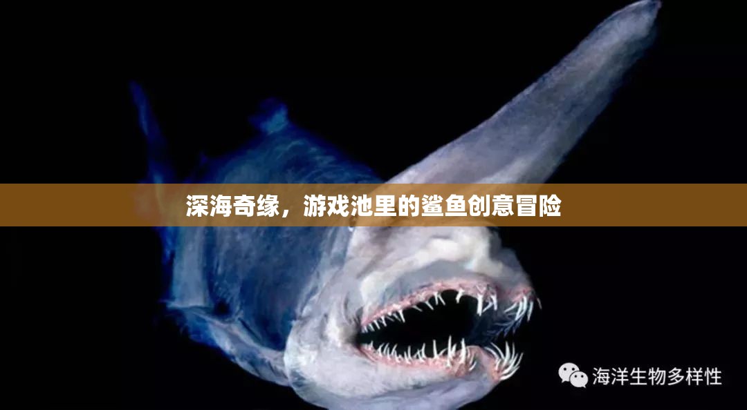 深海奇緣，游戲池里的鯊魚創(chuàng)意冒險