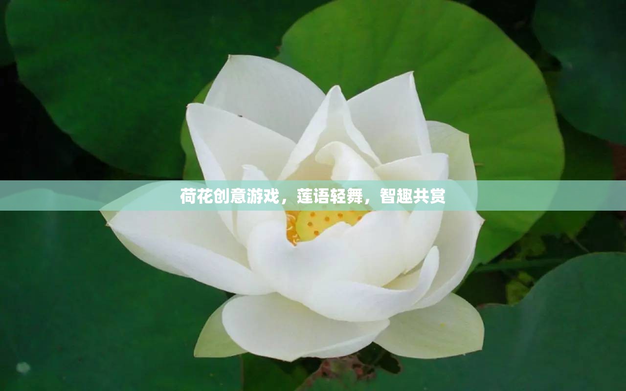 蓮語(yǔ)輕舞，荷花創(chuàng)意游戲，智趣共賞的夏日盛宴