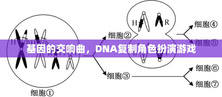 DNA復(fù)制，基因的交響曲角色扮演游戲