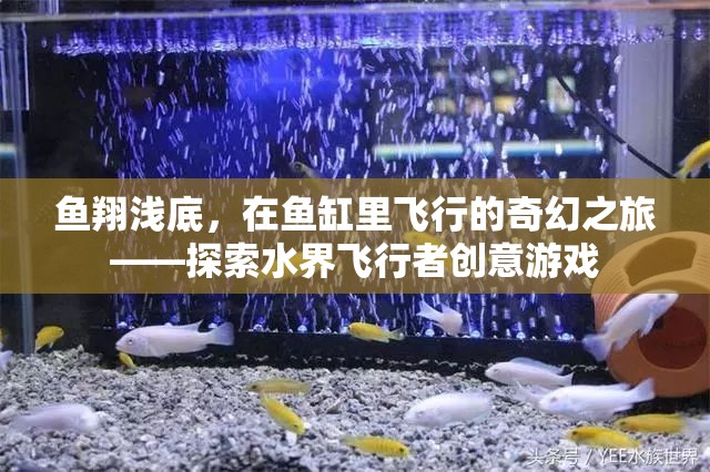 水界飛行者，魚翔淺底的奇幻之旅