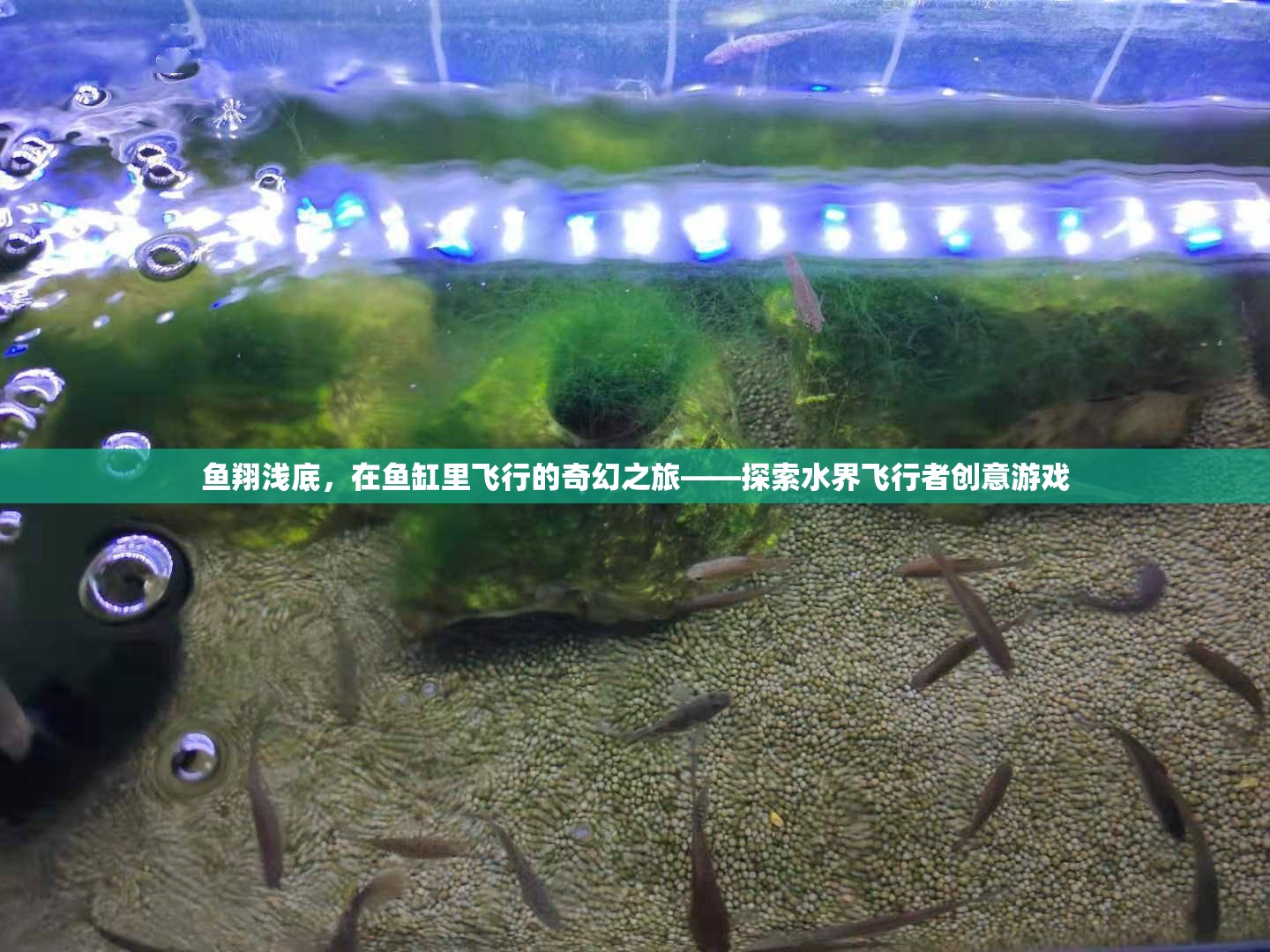 水界飛行者，魚翔淺底的奇幻之旅