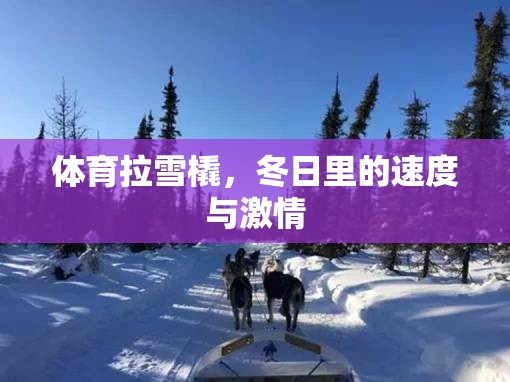 冬日速度與激情，體育拉雪橇的魅力