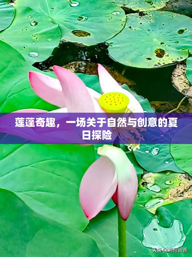 蓮蓬奇趣，自然與創(chuàng)意的夏日探險(xiǎn)