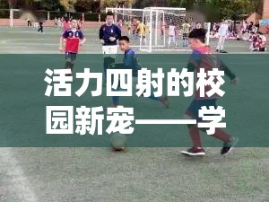 校園新寵，學(xué)生體育課雙人游戲智勇接力