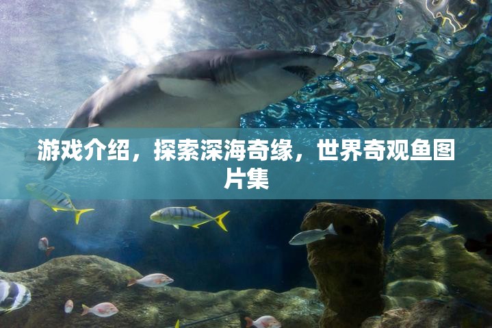 深海奇緣，探索世界奇觀魚類的絕美圖片集