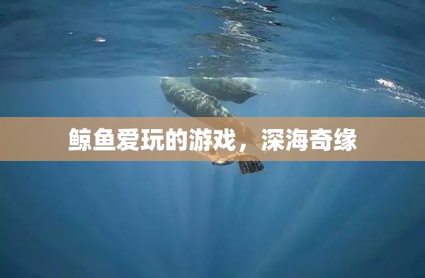 深海奇緣，鯨魚的夢幻游戲