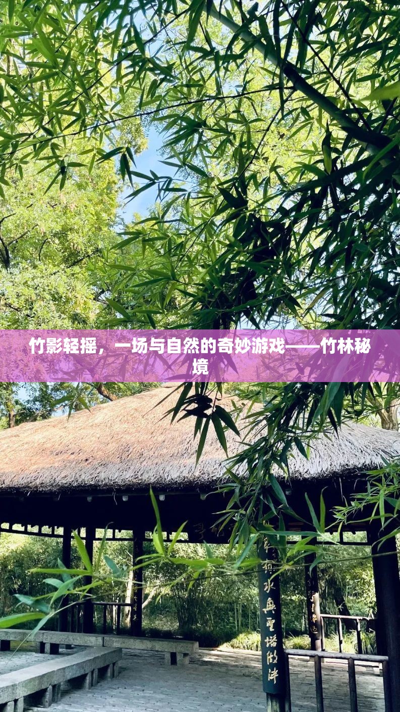 竹影輕搖，一場(chǎng)與自然的奇妙游戲在竹林秘境中展開(kāi)