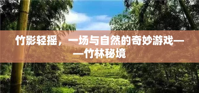 竹影輕搖，一場(chǎng)與自然的奇妙游戲在竹林秘境中展開(kāi)