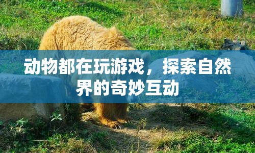 動物游戲，探索自然界的奇妙互動