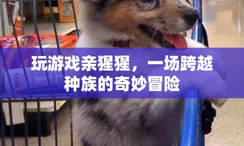 玩游戲親猩猩，一場跨越種族的奇妙冒險