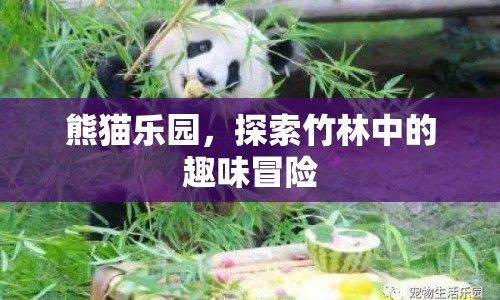 熊貓樂(lè)園，竹林中的趣味冒險(xiǎn)等你來(lái)探索