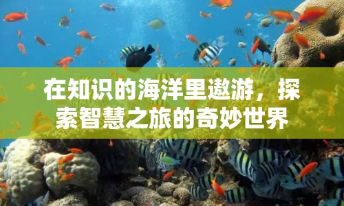 探索智慧之旅，在知識的海洋中遨游