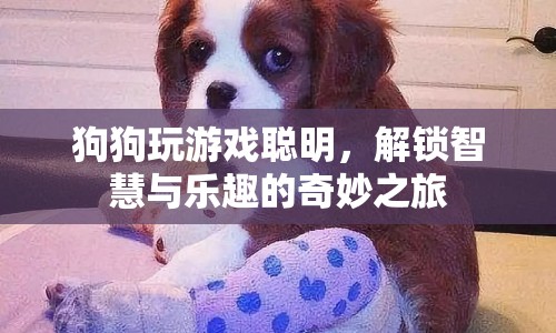 狗狗解鎖智慧與樂(lè)趣，奇妙游戲之旅