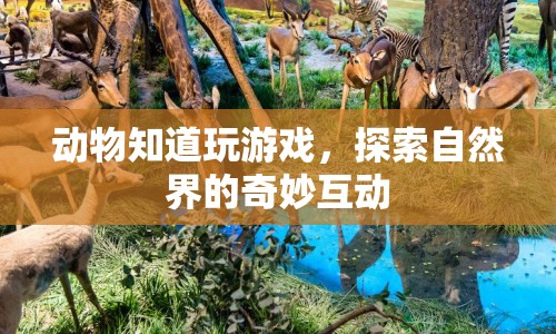 動物游戲，探索自然界的奇妙互動