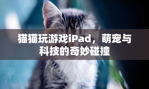 萌寵與科技的奇妙碰撞，貓咪玩轉(zhuǎn)iPad