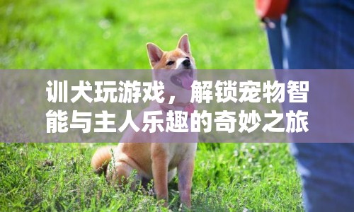 解鎖寵物智能與主人樂趣，訓(xùn)犬玩游戲的奇妙之旅